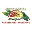 Logo Scilipoti Salvatore