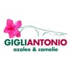Logo Gigli Antonio