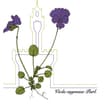 Logo Società Botanica Italiana Onlus