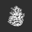 Logo Cogne Vacanze Srl