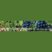Logo Vinodalproduttore Srl