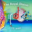 Logo The Royal Discus Natural Life Di Cannilla Daniele & C. S.a.s