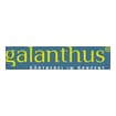 Logo Galanthus Snc Di Hoellrigl S. & C.