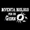 Logo Antesignumtours Di Bernardetta Cirelli